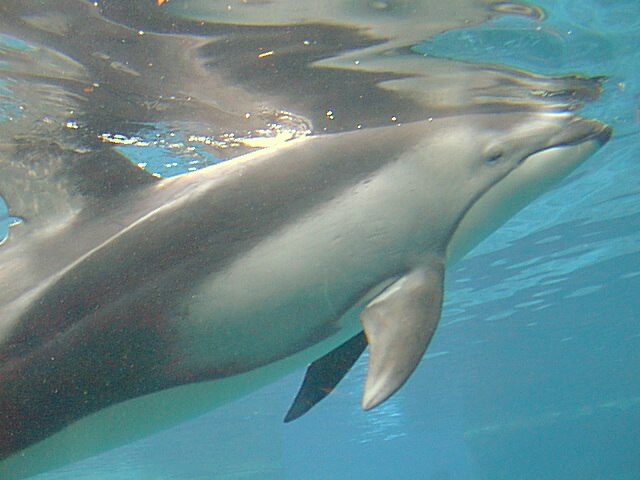 Dolphin-5.jpg