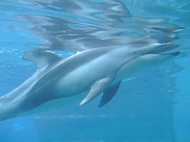 Dolphin-6.jpg